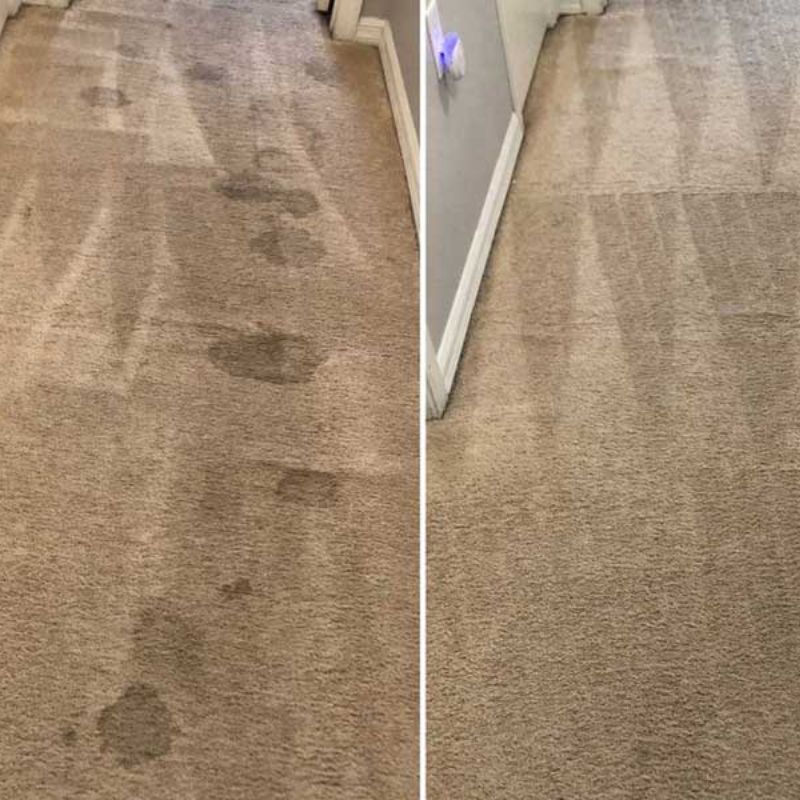 Pet Odor Stain Removal Results