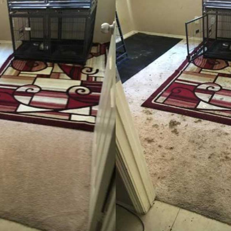 Area Rug Cleaning Results